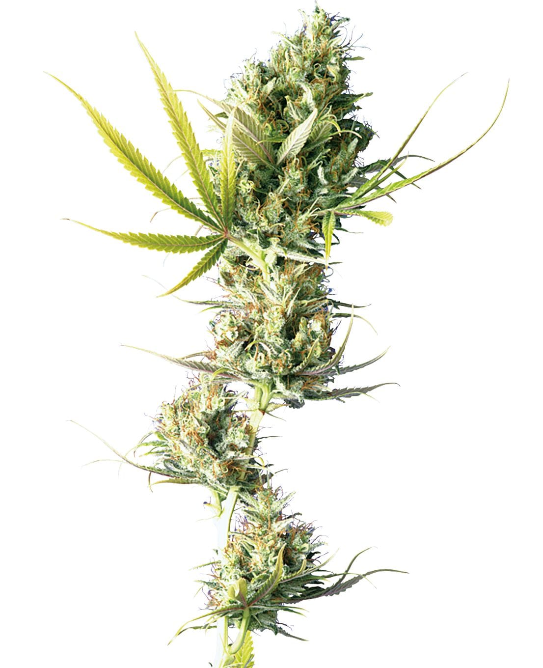 Durban®, 3Stk, Sensi Seeds SEN-DUR-F-3-1