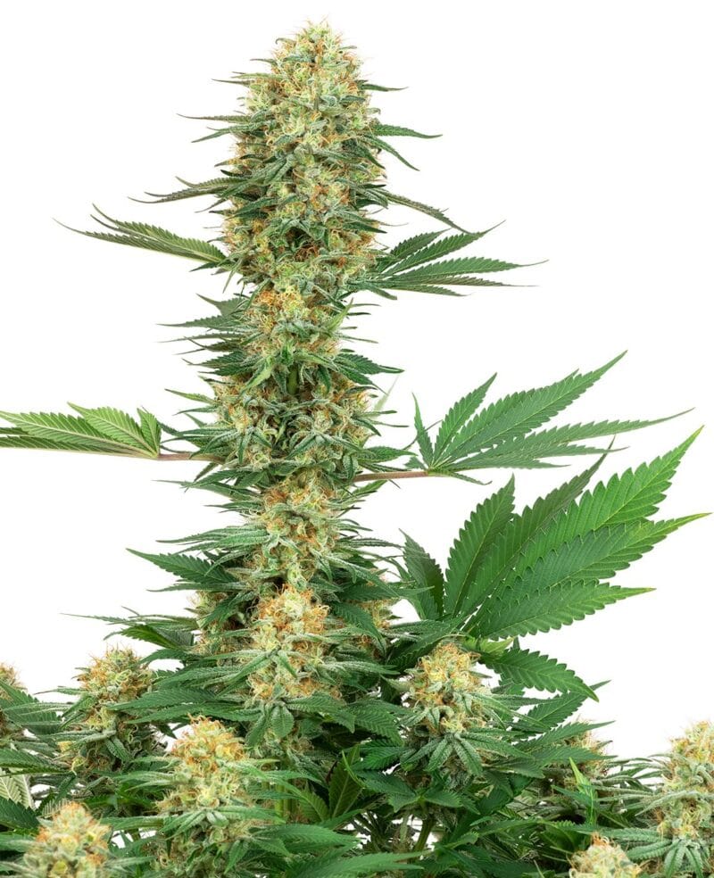 Gelato #420, 3Stk, Sensi Seeds (White Label) SEN-GE#-F-3-1
