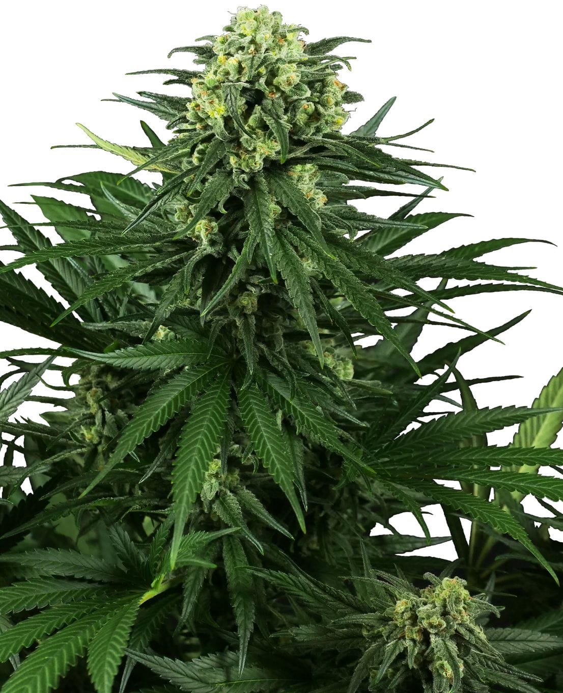 Honey Melon Kush, 3Stk, Sensi Seeds SEN-HMK-F-3-1
