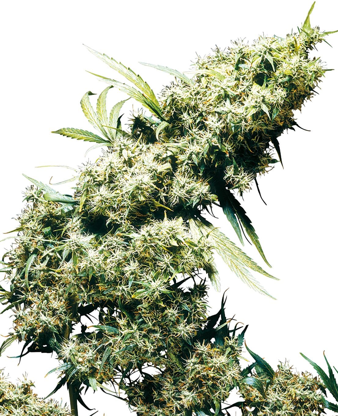 Jamaican Pearl®, 3Stk, Sensi Seeds SEN-JAP-F-3-1