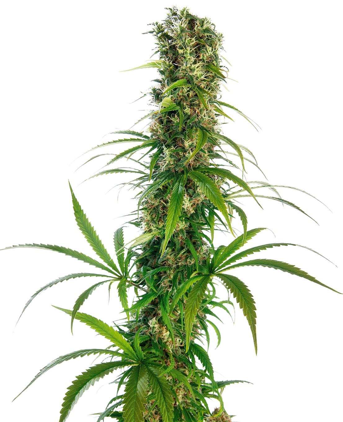 Michka©, 3Stk, Sensi Seeds SEN-MIC-F-3-1