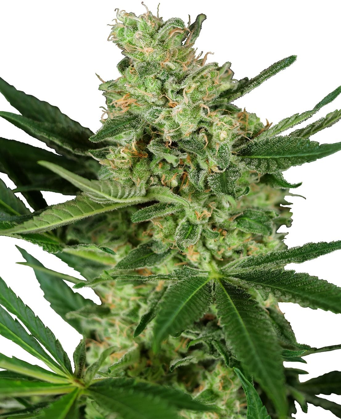 Pumpkin Spice, 3Stk, Sensi Seeds SEN-PUS-F-3-1
