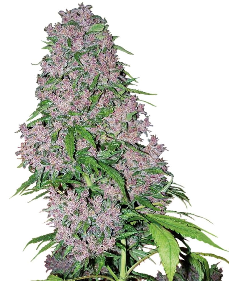 Purple Bud, 3Stk, Sensi Seeds (White Label) SEN-PUB-F-3-1