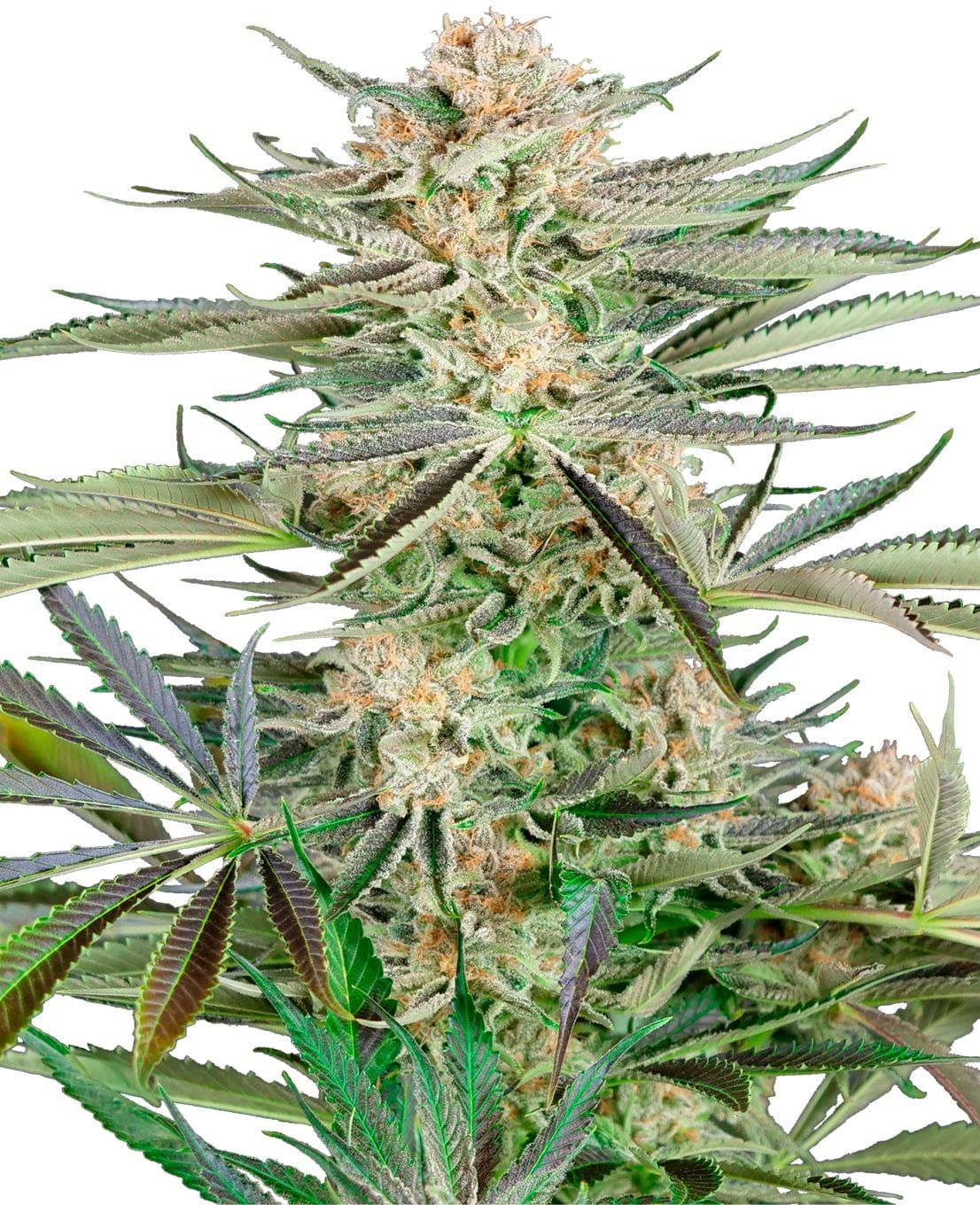 Screwdriver OG, 3Stk, Sensi Seeds SEN-SCO-F-3-1