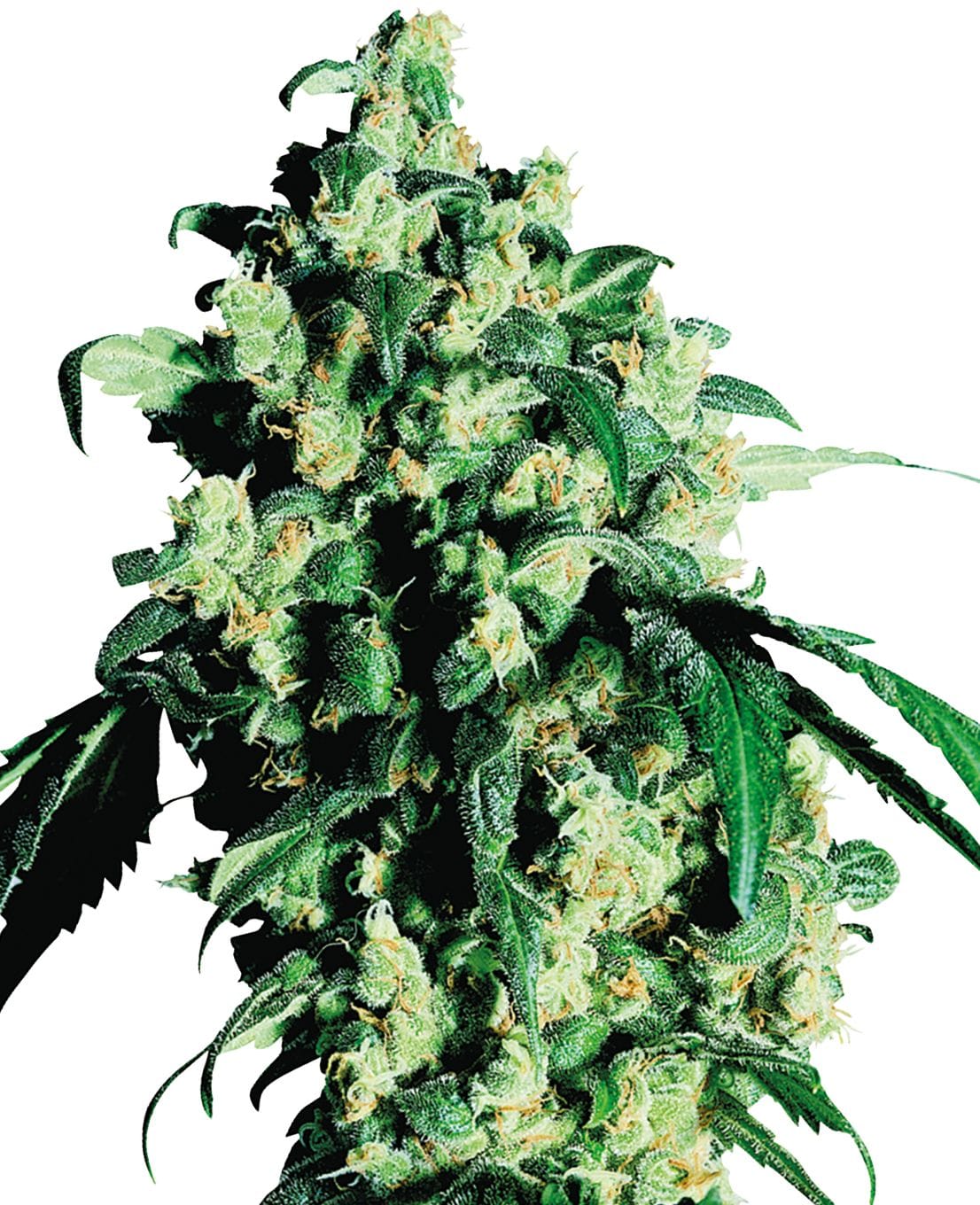 Super Skunk, 3Stk, Sensi Seeds (White Label) Super Skunk Feminized