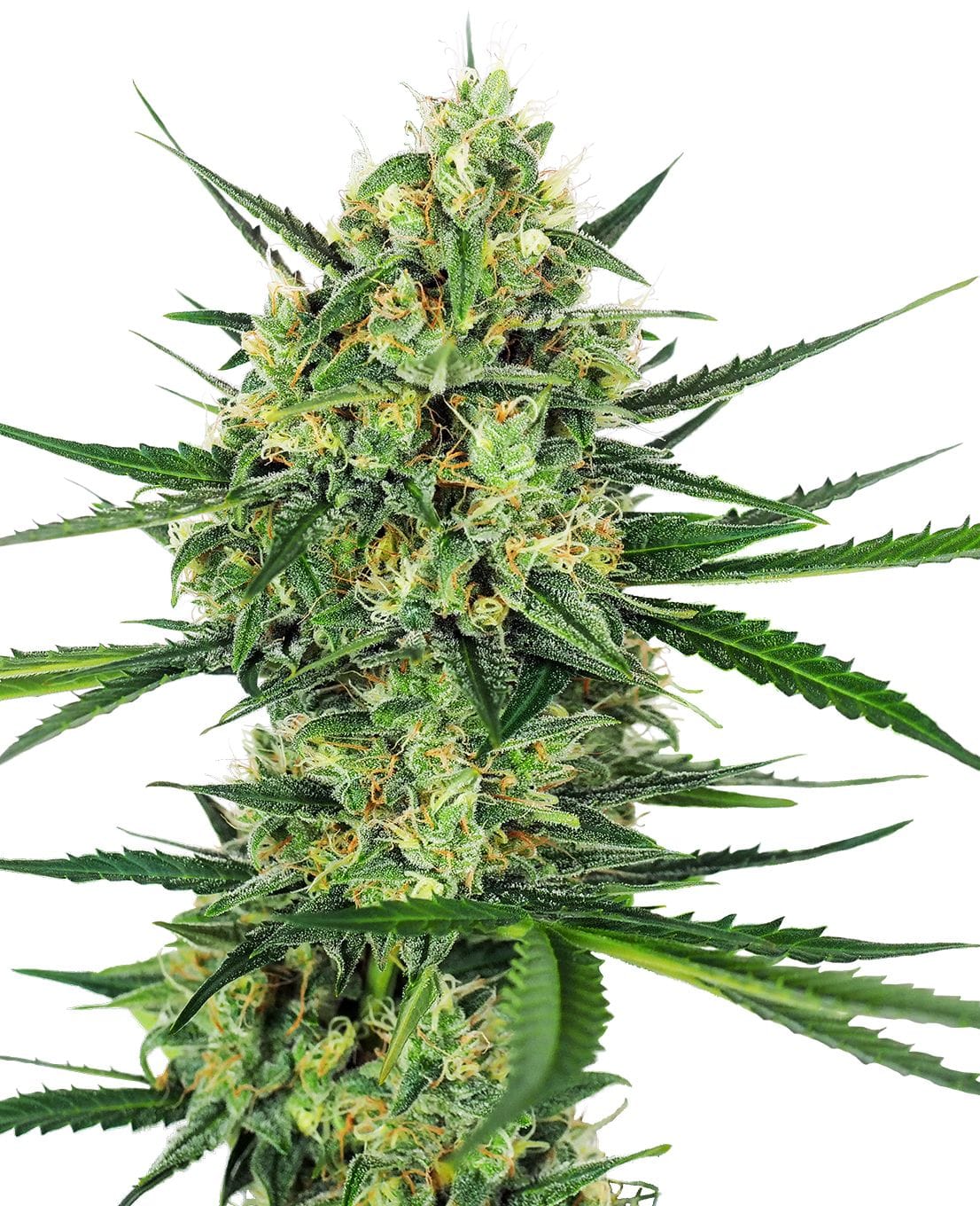 Tangerine Sugar®, 3Stk, Sensi Seeds SEN-TS-F-3-1