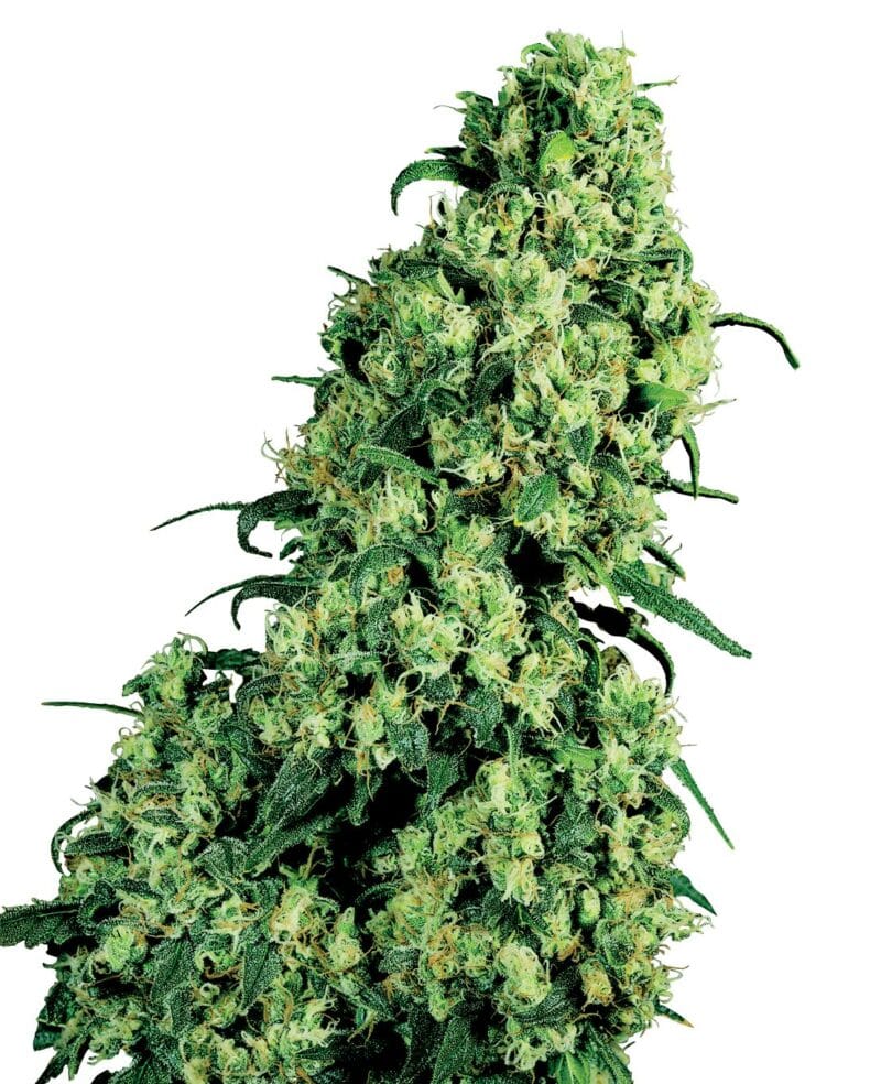 Skunk No 1, 3Stk, Sensi Seeds (White Label) SEN-SN1-F-3-1