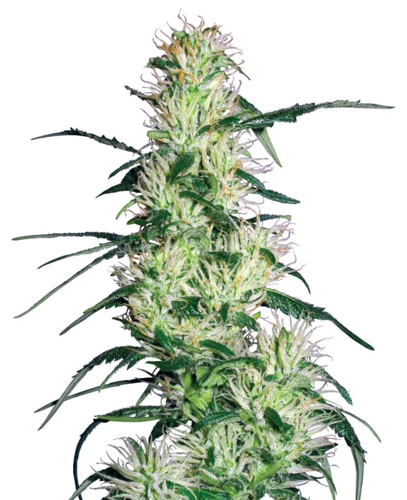 Purple Haze, 3Stk, Sensi Seeds (White Label) SEN-PUH-F-3-1