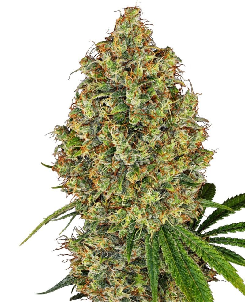 SEN-AK4-F-3-1