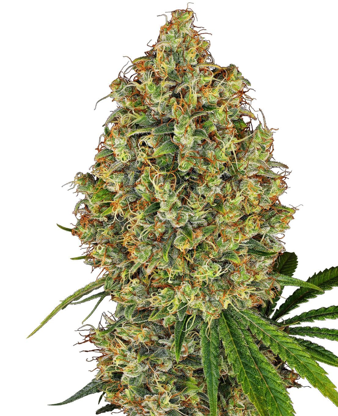 AK 420, 3Stk, Sensi Seeds (White Label) SEN-AK4-F-3-1