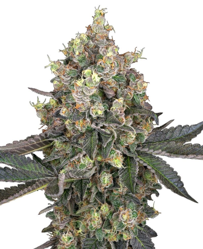 Sweet Berry Breeze, 3Stk, Sensi Seeds (White Label) SEN-SBB-F-3-1