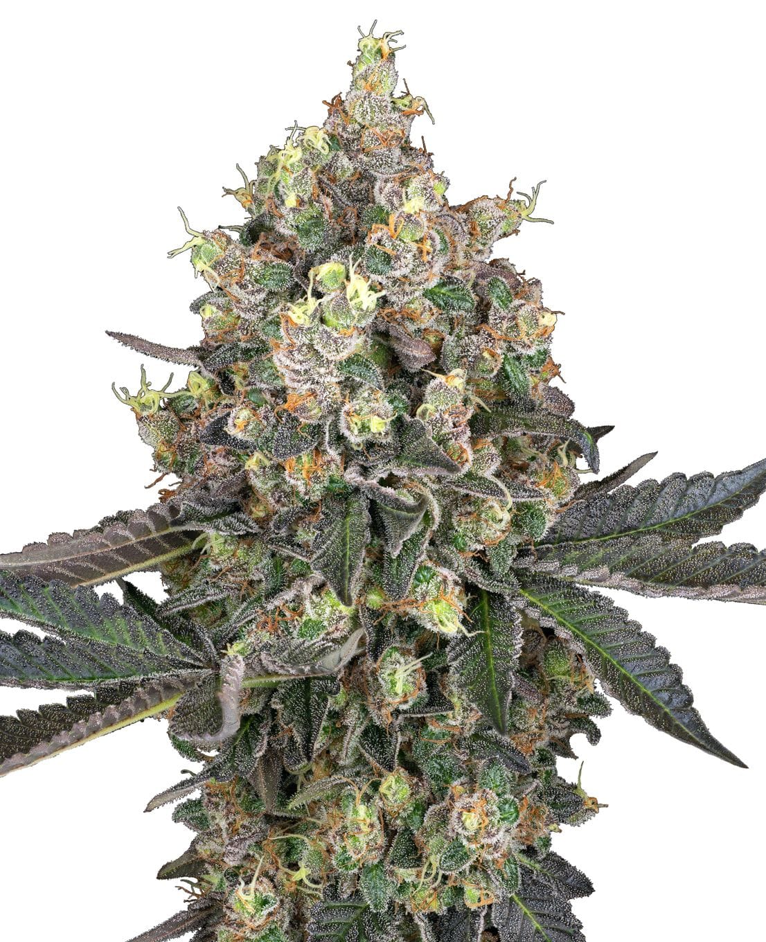 Sweet Berry Breeze, 3Stk, Sensi Seeds (White Label) SEN-SBB-F-3-1