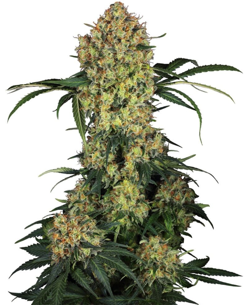 Aloha OG , 3Stk, Sensi Seeds SEN-ALO-F-3-1
