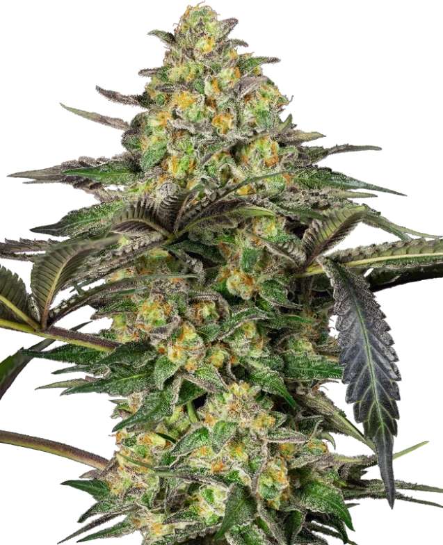 grapevine-candy-3stk-sensi-seeds__13182__01.webp