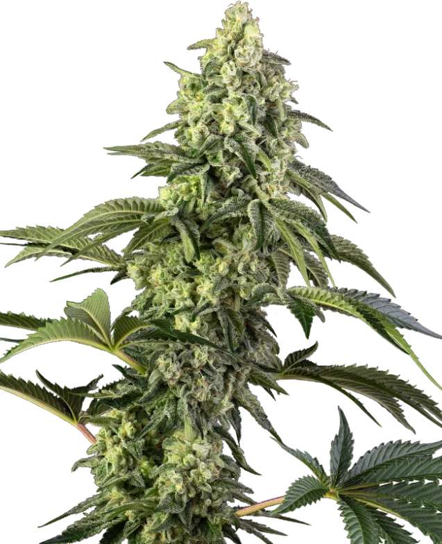 cosmic-kiss-3stk-sensi-seeds__13183__01.webp