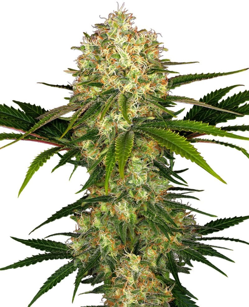 Afghani #1®, reg., 10Stk, Sensi Seeds SEN-AF#-R-10-1