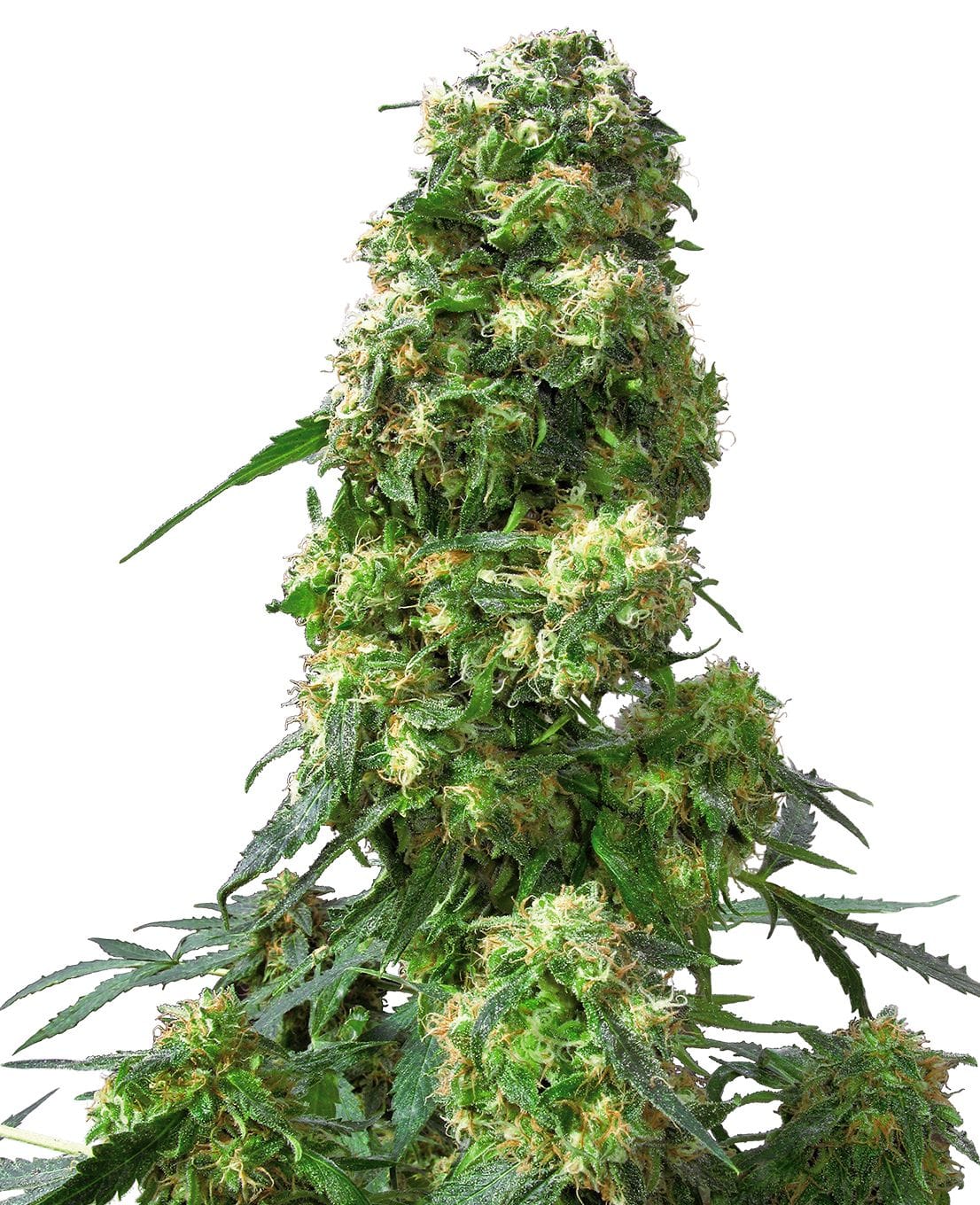 Early Skunk®, reg., 10Stk, Sensi Seeds SEN-EAS-R-10-1