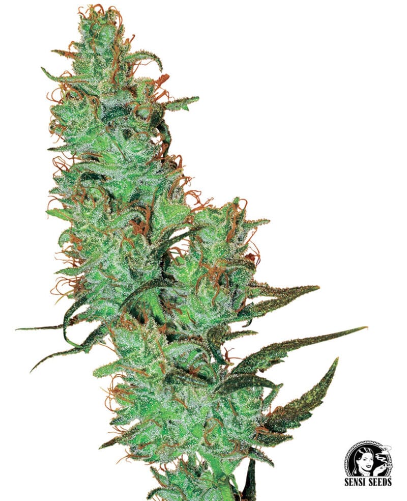 Jack Herer, reg., 10Stk, Sensi Seeds (White Label) SEN-JHW-R-10-1