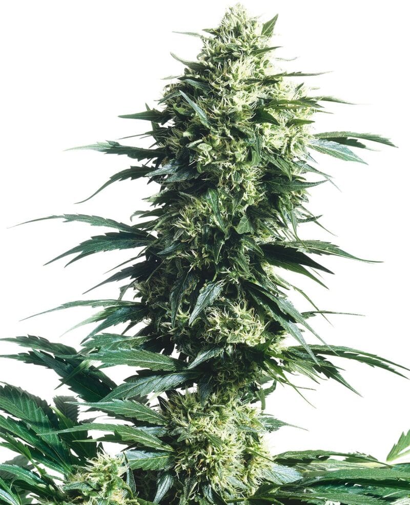 SEN-MOF-R-10-1
