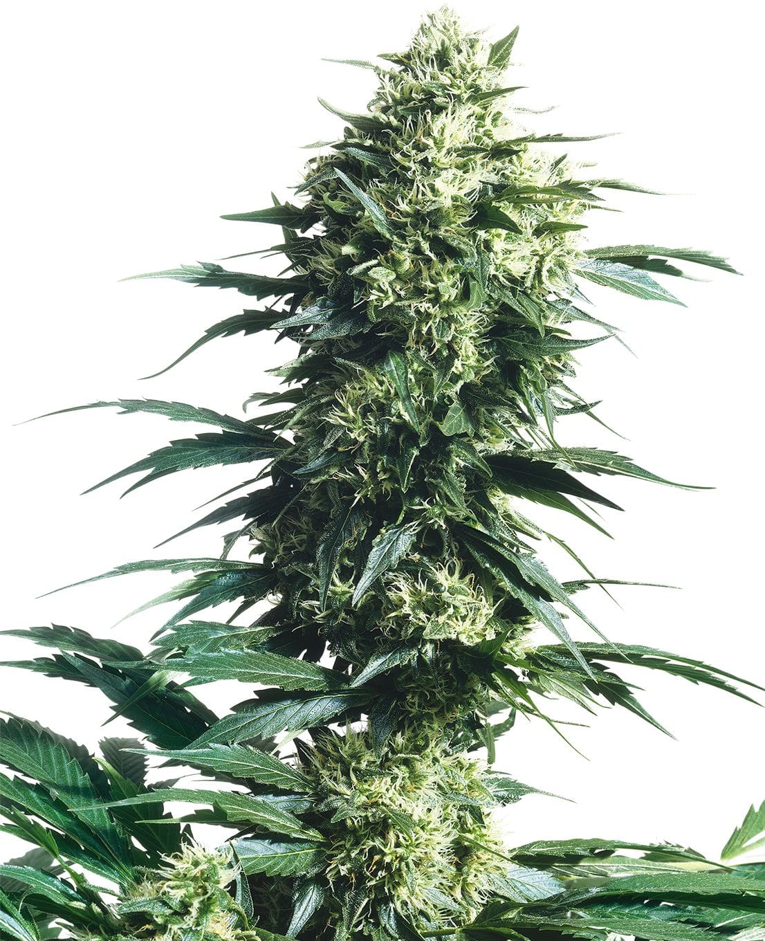 Mothers Finest®, reg., 10Stk, Sensi Seeds SEN-MOF-R-10-1