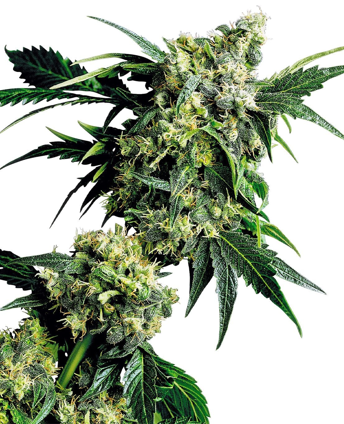 Mr. Nice G13 x Hashplant®, reg., 10Stk, Sensi Seeds SEN-MNG-R-10-1
