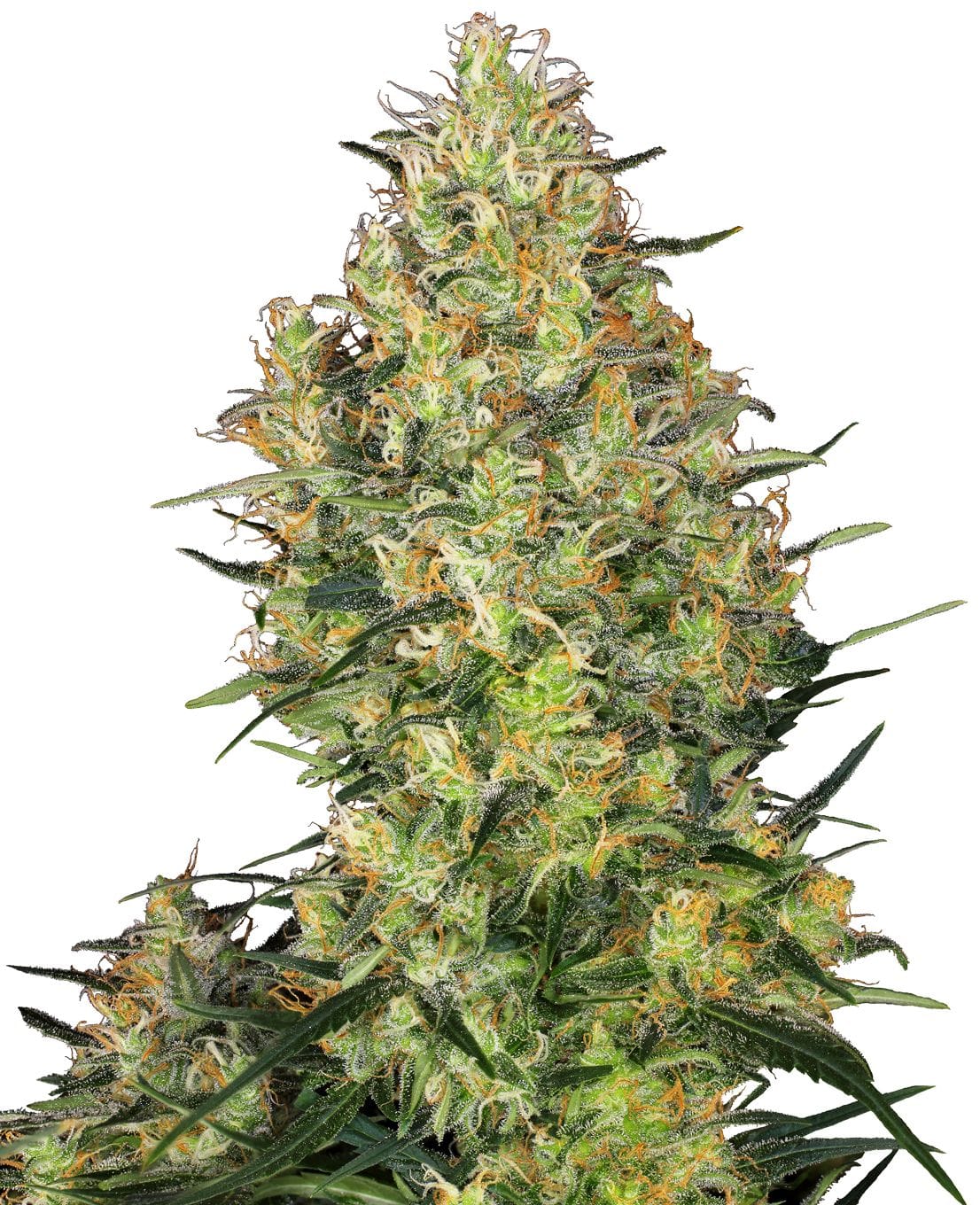 Shiva Skunk®, reg., 10Stk, Sensi Seeds SEN-SSK-R-10-1