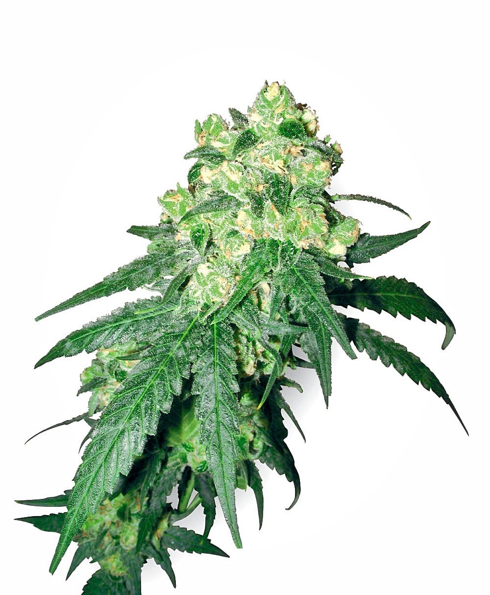 White Rhino, reg., 10Stk, Sensi Seeds (White Label) SEN-WLR-R-10-1