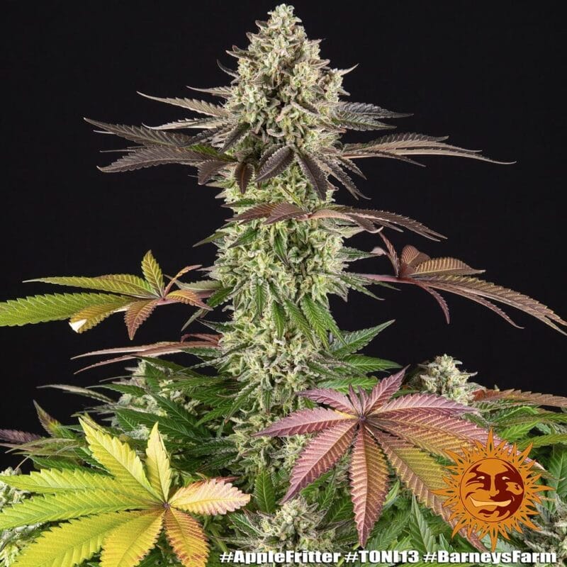 apple-fritter_1_246110