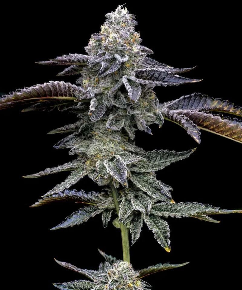 Blue Dream, 3Stk Feminisiert, Barney’s Farm BlueDream_3StkFeminisiert_BarneysFarm-1