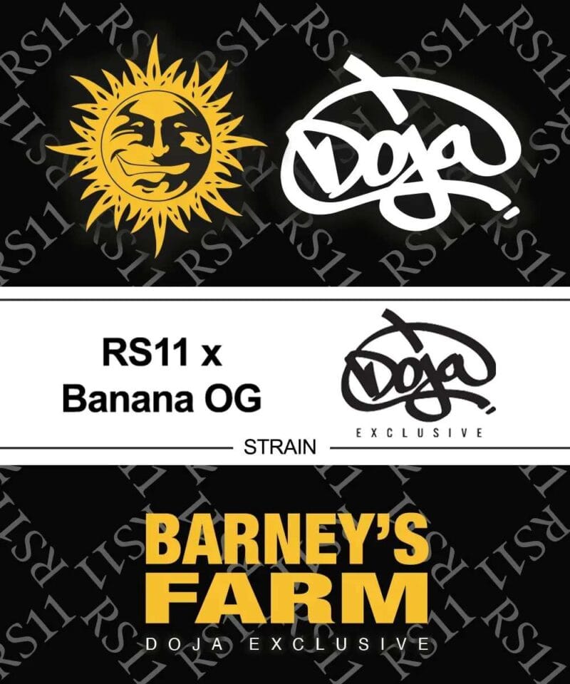 RS11xBananaOG_5StkFeminisiert_BarneysFarm-1