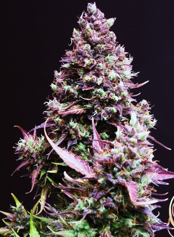 cream-caramel-auto
