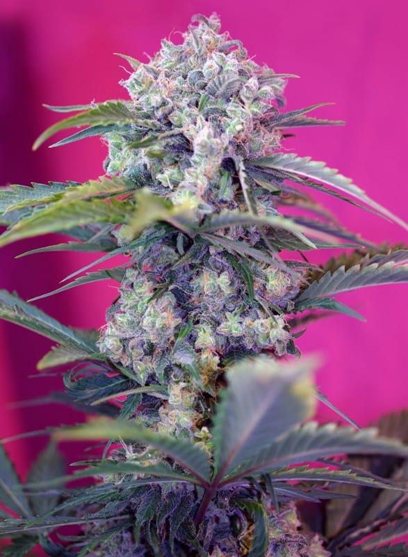 cream-mandarine-auto