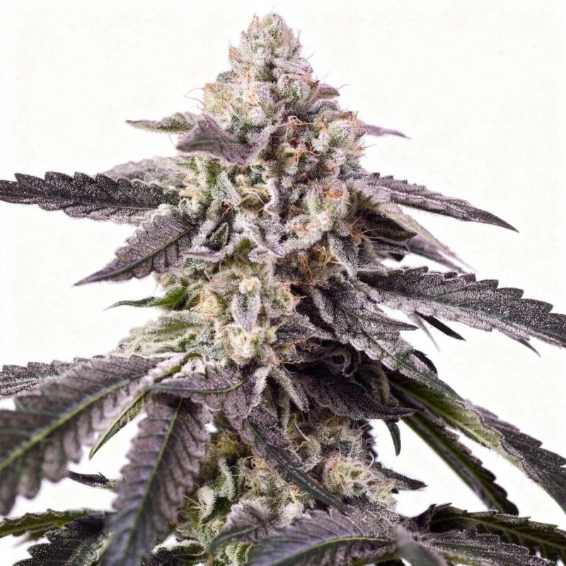Permanent Jealousy XL, 3Stk Auto, Sweet Seeds permanent-jealousy-xl-3stk-auto-sweet-seeds__13945__01.webp