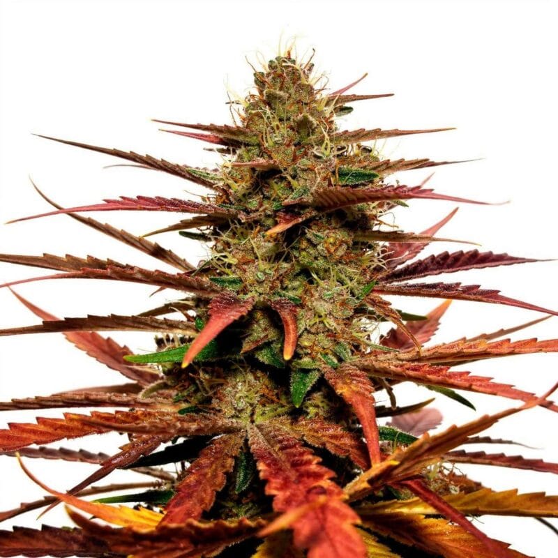 studio-54-stardust-3stk-auto-sweet-seeds__13946__01.webp