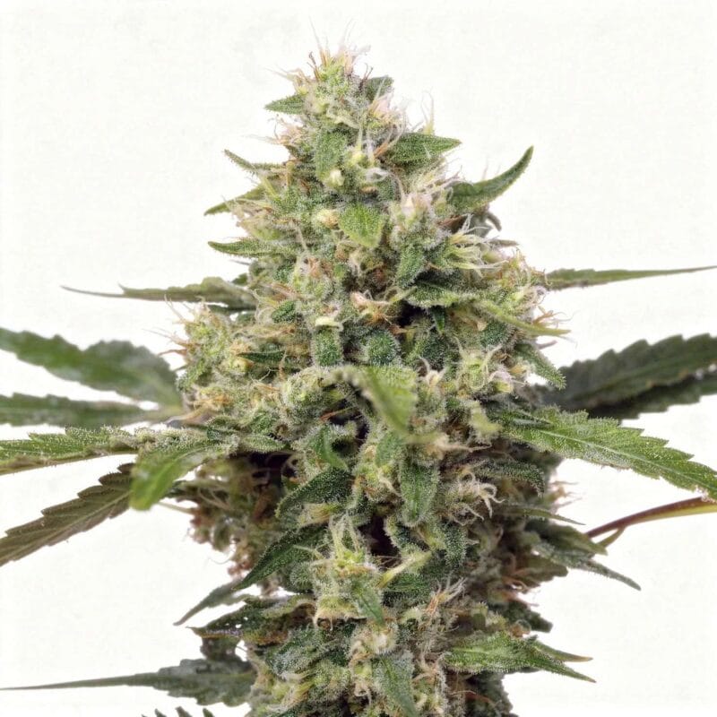 sweet-amnesia-haze-xl-3stk-auto-sweet-seeds__13947__01.webp