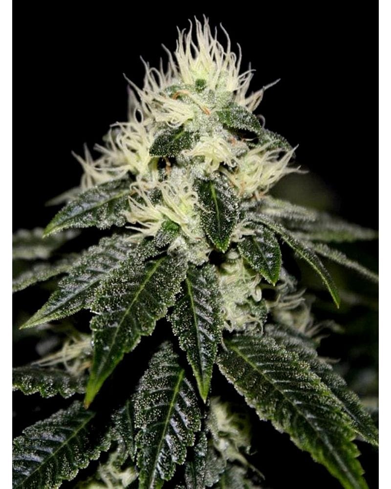 chem_91