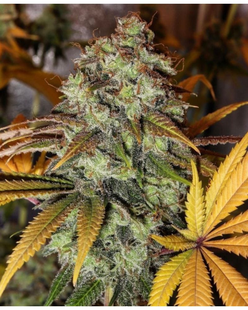 strawberry_og_1
