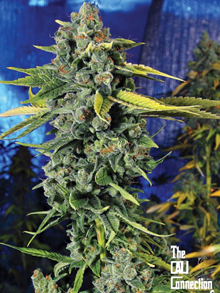 blue_dream_haze