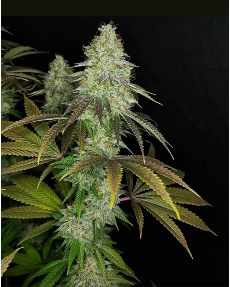 818 Headband Aka Sour OG, 6Stk Feminisiert, The Cali Connection 818_hb_kola