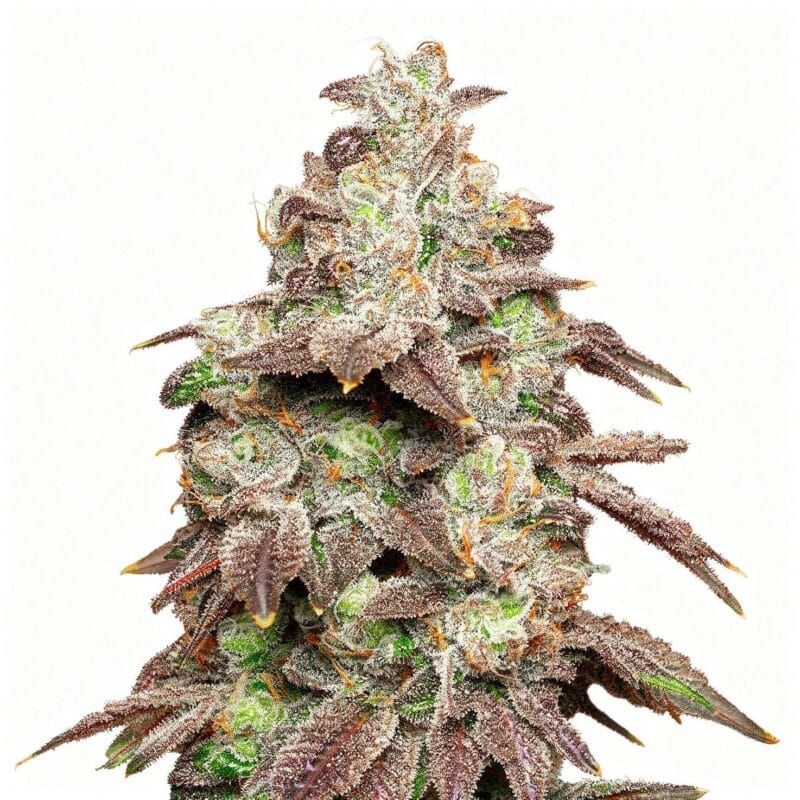 fried-banana-3stk-feminisiert-cookies-seed-bank__14007__01.webp
