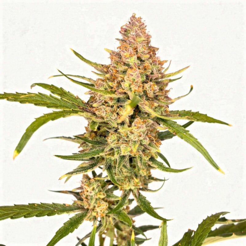 guava-5stk-auto-fast-buds__14012__01.webp