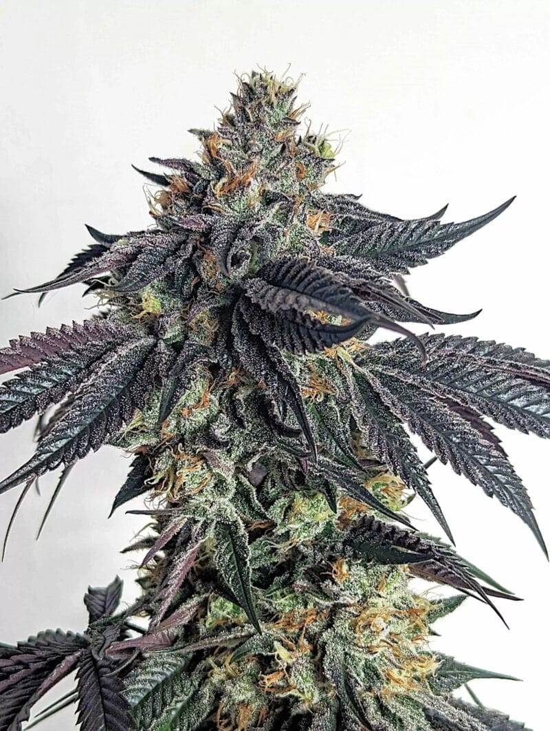 PurpleLimeade_6StkFeminisiertUmamiSeedCo_1