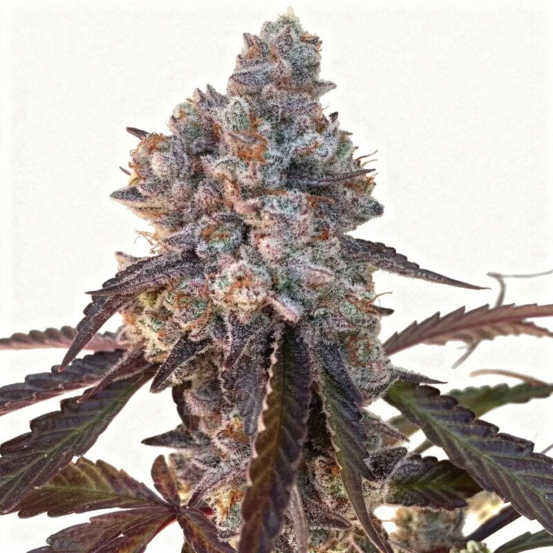 frostade-6stk-feminisiert-umami-seed-co__14049__01.webp