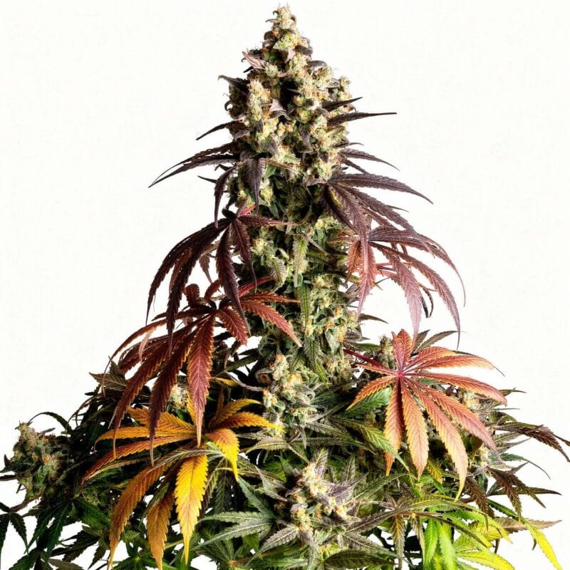 lemon-cherry-gelato-3stk-feminisiert-barney-s-farm__14059__01.webp