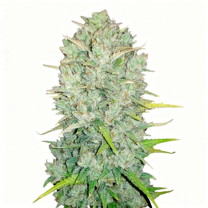 original-northern-lights-3stk-auto-fast-buds__ffb-a-onl-3__01.webp