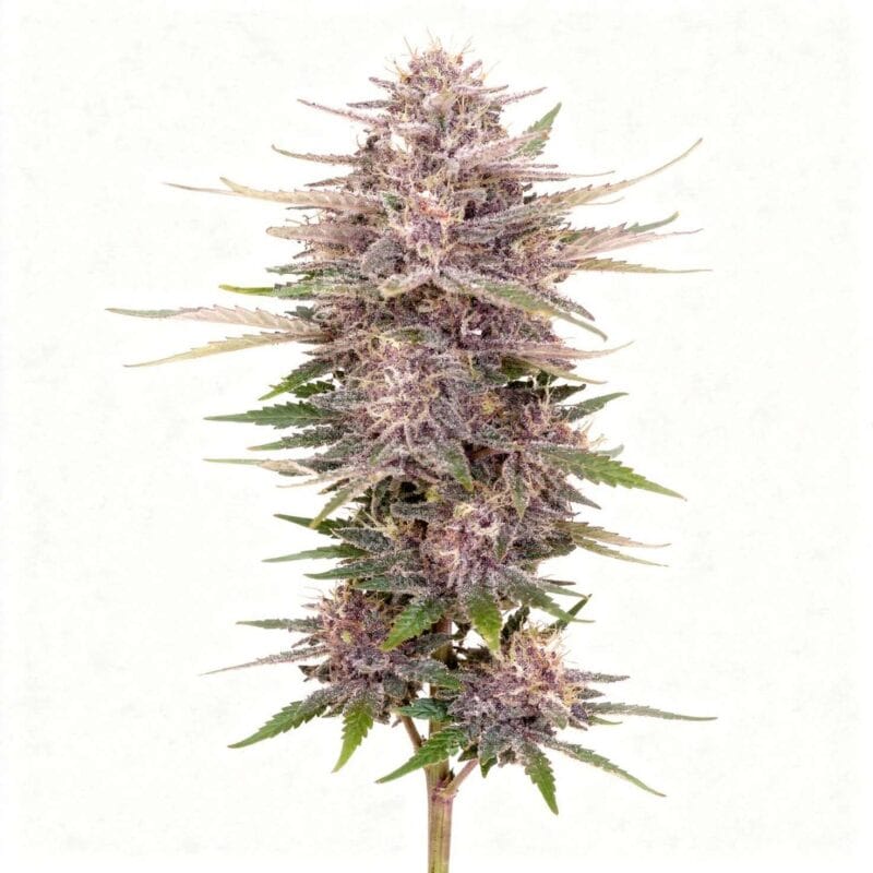 banana-purple-punch-5stk-auto-420-fast-buds__14130__01.webp