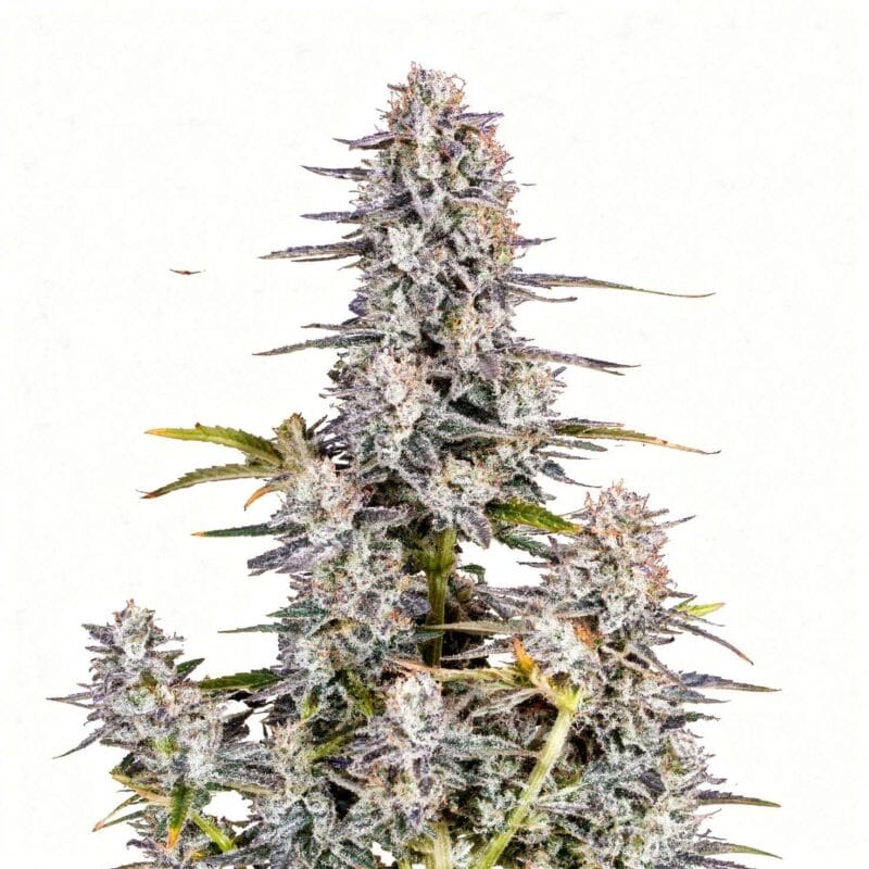 super-boof-3stk-auto-fast-buds__14133__01.webp