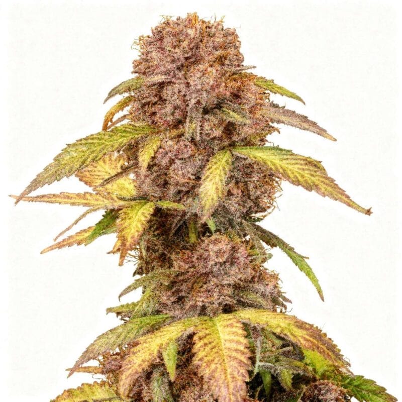 lemon-cherry-cookies-3stk-auto-fast-buds__14134__01.webp