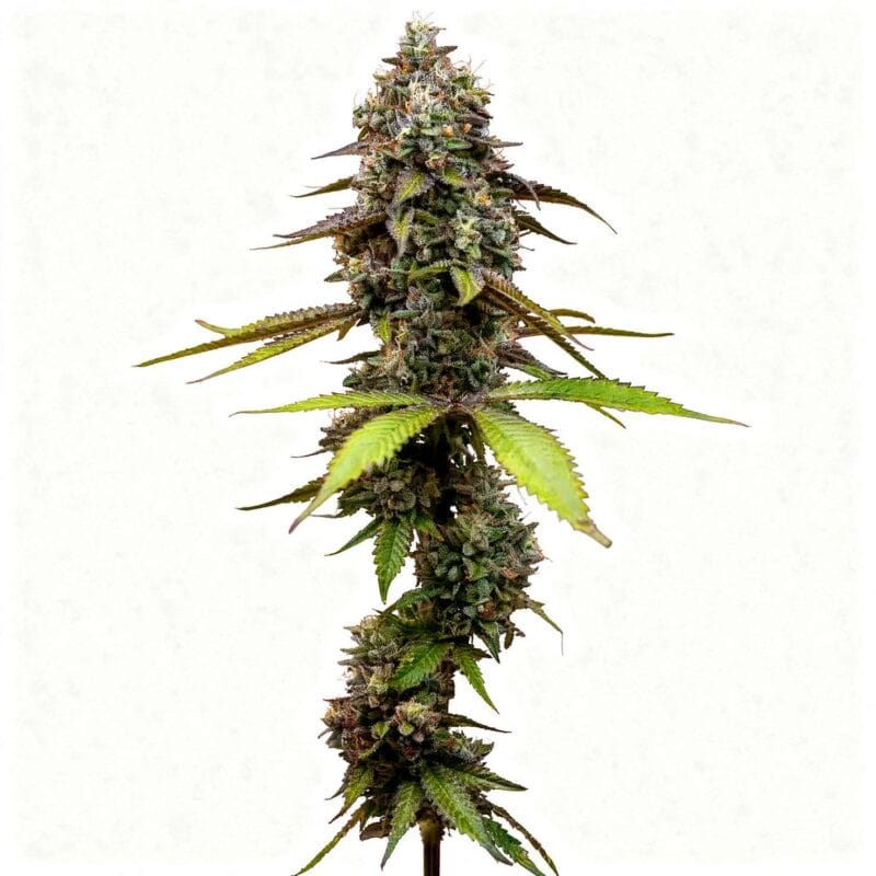 lemon-mandarin-3stk-feminisiert-fast-buds__ffb-f-lma-3__01.webp