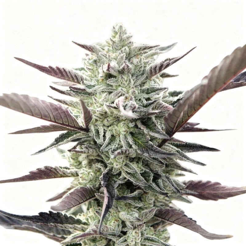 oreoz-4stk-feminisiert-hw-seed-co__14213__01.webp